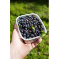 IQF Freezing Organic Blueberry Zl-100007